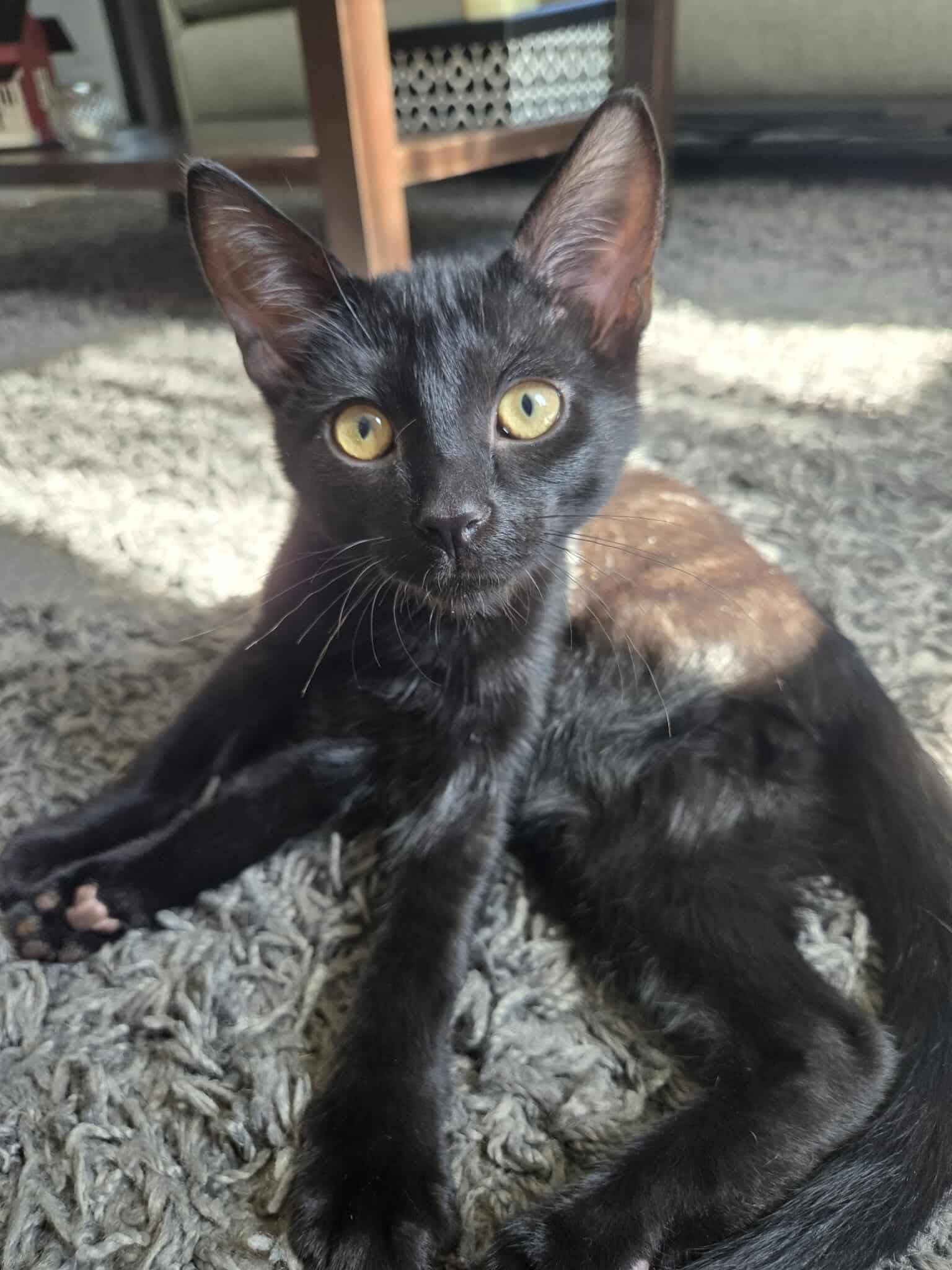 Frankie, a Adopted Domestic Short Hair in Wakefield, QC image 6/6