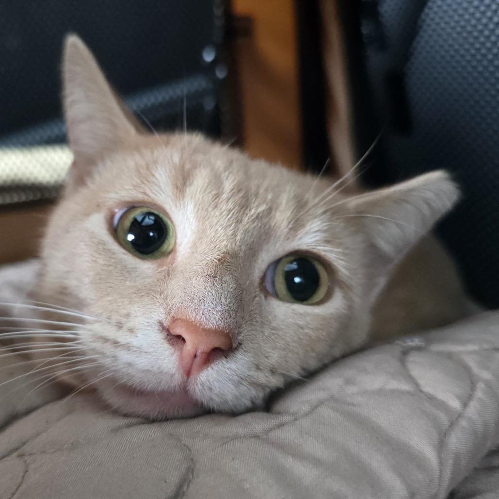 Ollie — thumbnail 2