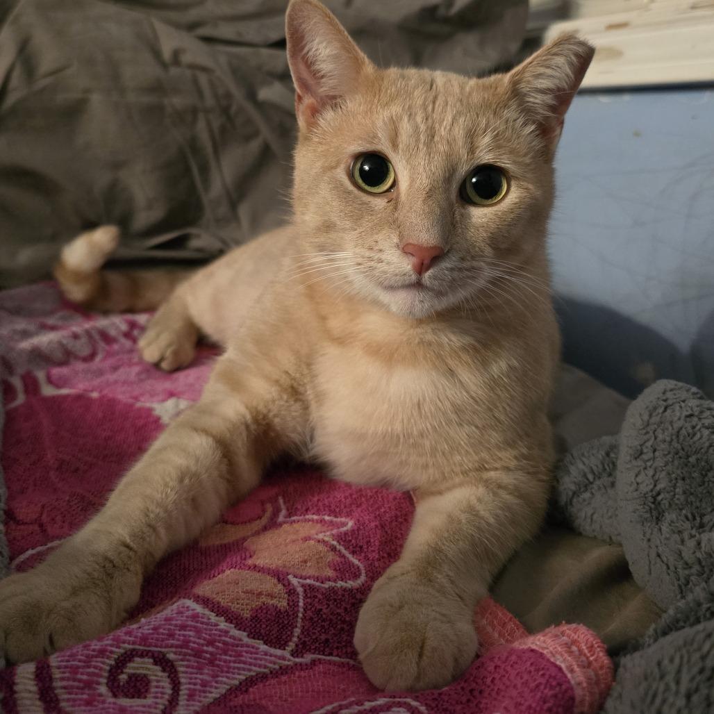 Ollie — thumbnail 3