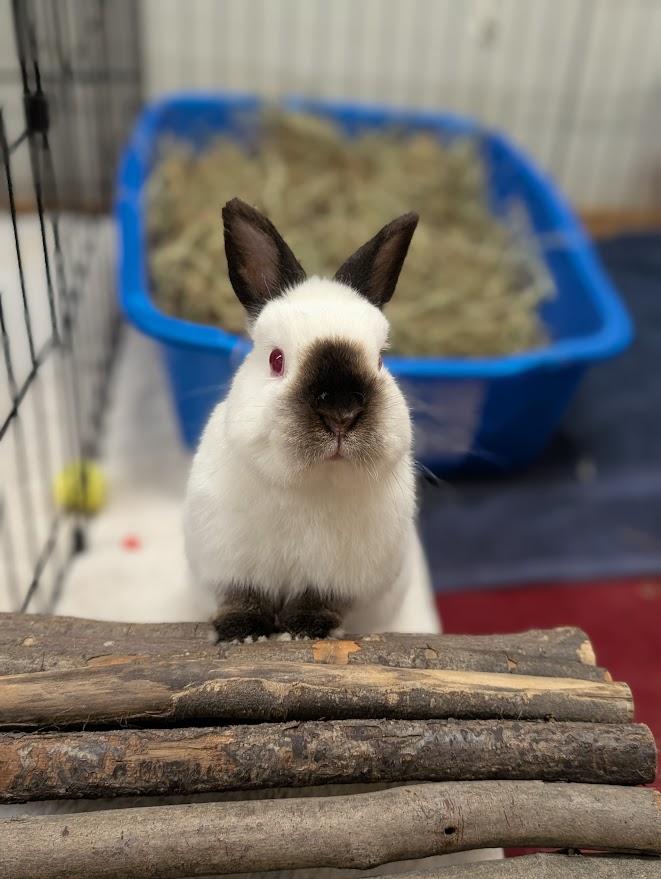 Bert , ADOPTABLE, Adult Male Himalayan.