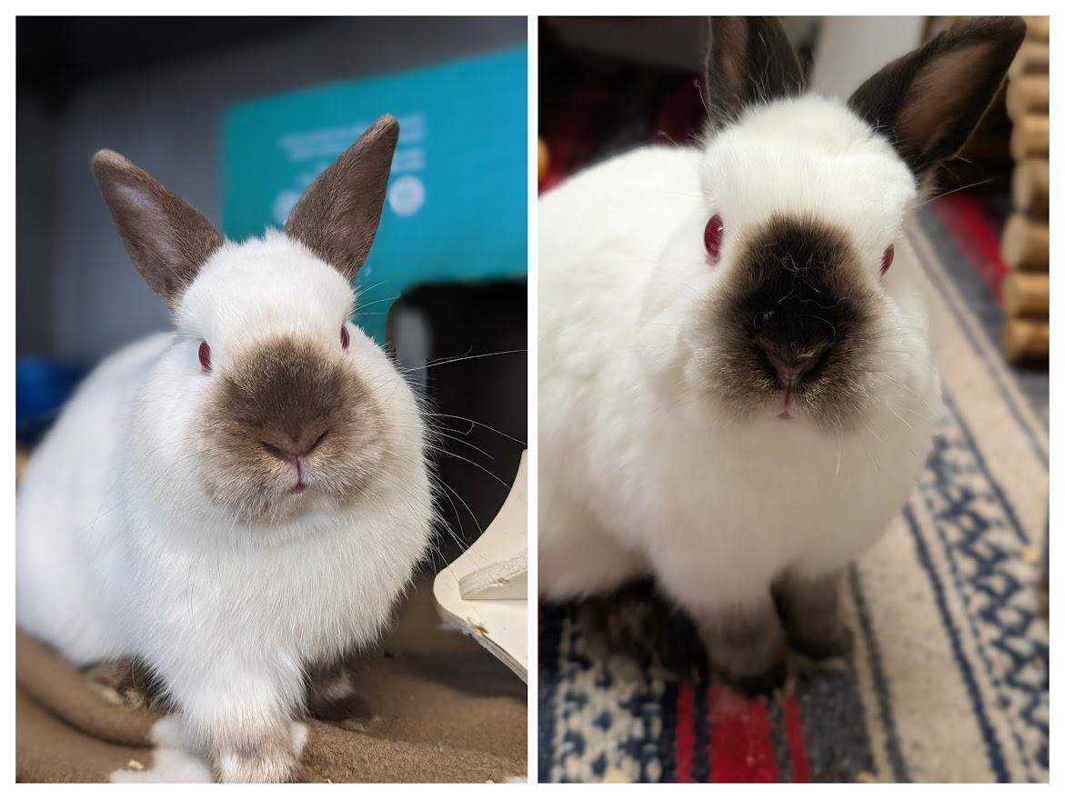Bert & Ernie, ADOPTABLE, Adult Male Himalayan.