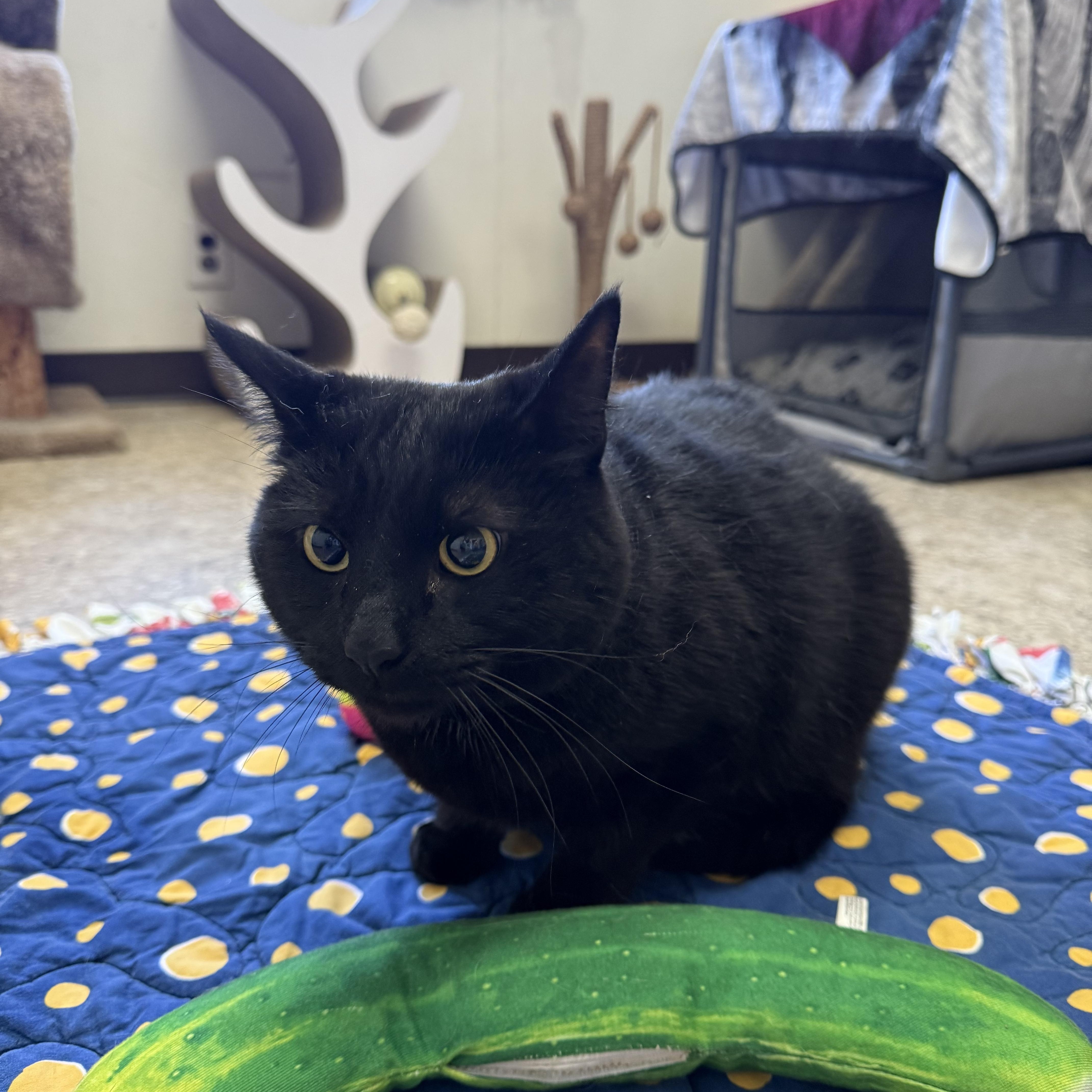 Bamboo, adopted, Adult Male Domestic Short Hair.