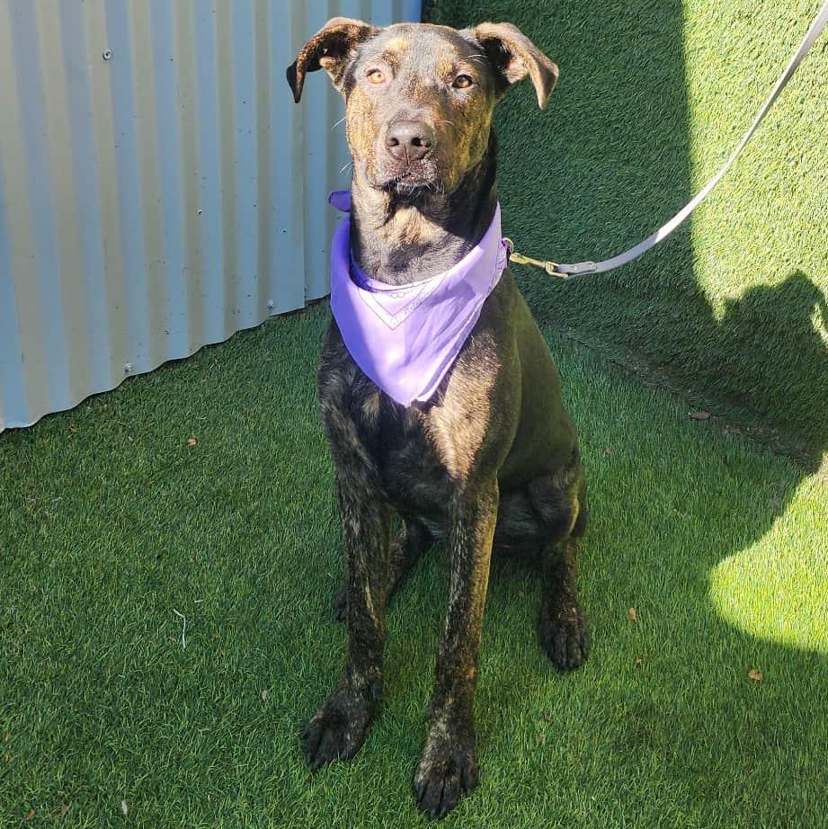 Enlarge Spencer, an adopted mixed breed in Abbotsford, BC image 6/6