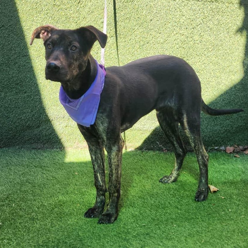 Enlarge Spencer, an adopted mixed breed in Abbotsford, BC image 2/6