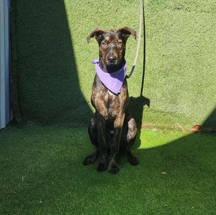 Enlarge Spencer, an adopted mixed breed in Abbotsford, BC image 3/6