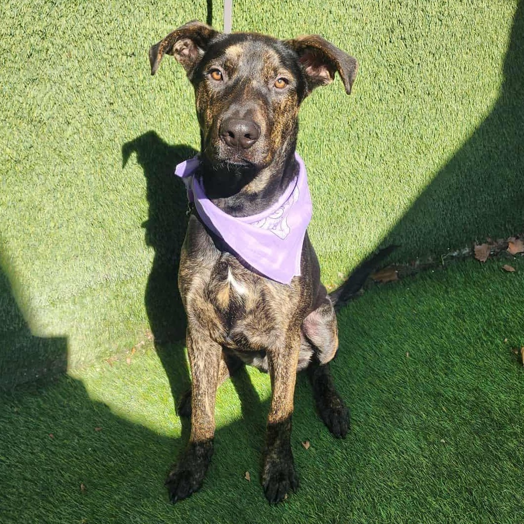 Enlarge Spencer, an adopted mixed breed in Abbotsford, BC image 1/6