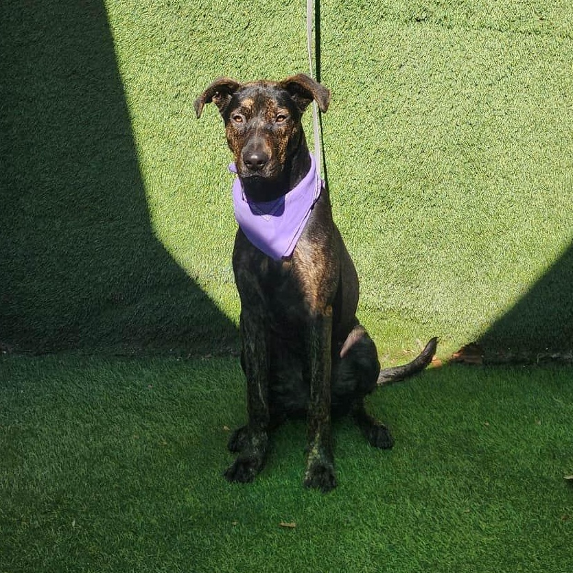 Enlarge Spencer, an adopted mixed breed in Abbotsford, BC image 5/6