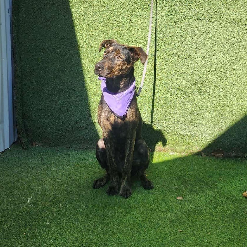 Enlarge Spencer, an adopted mixed breed in Abbotsford, BC image 4/6