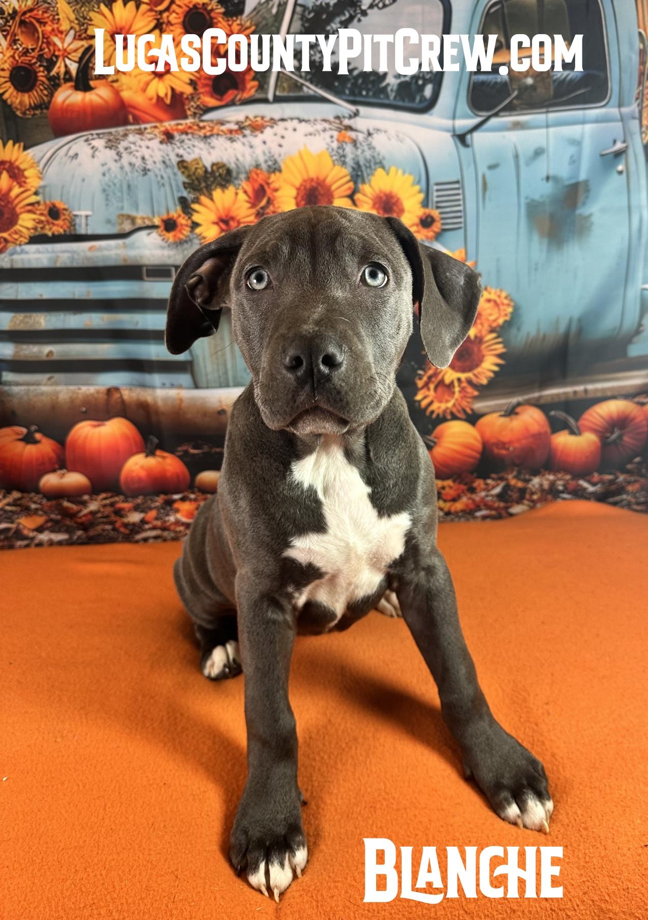 Enlarge Blanche, a Adopted mixed breed in Toledo, OH image 1/1