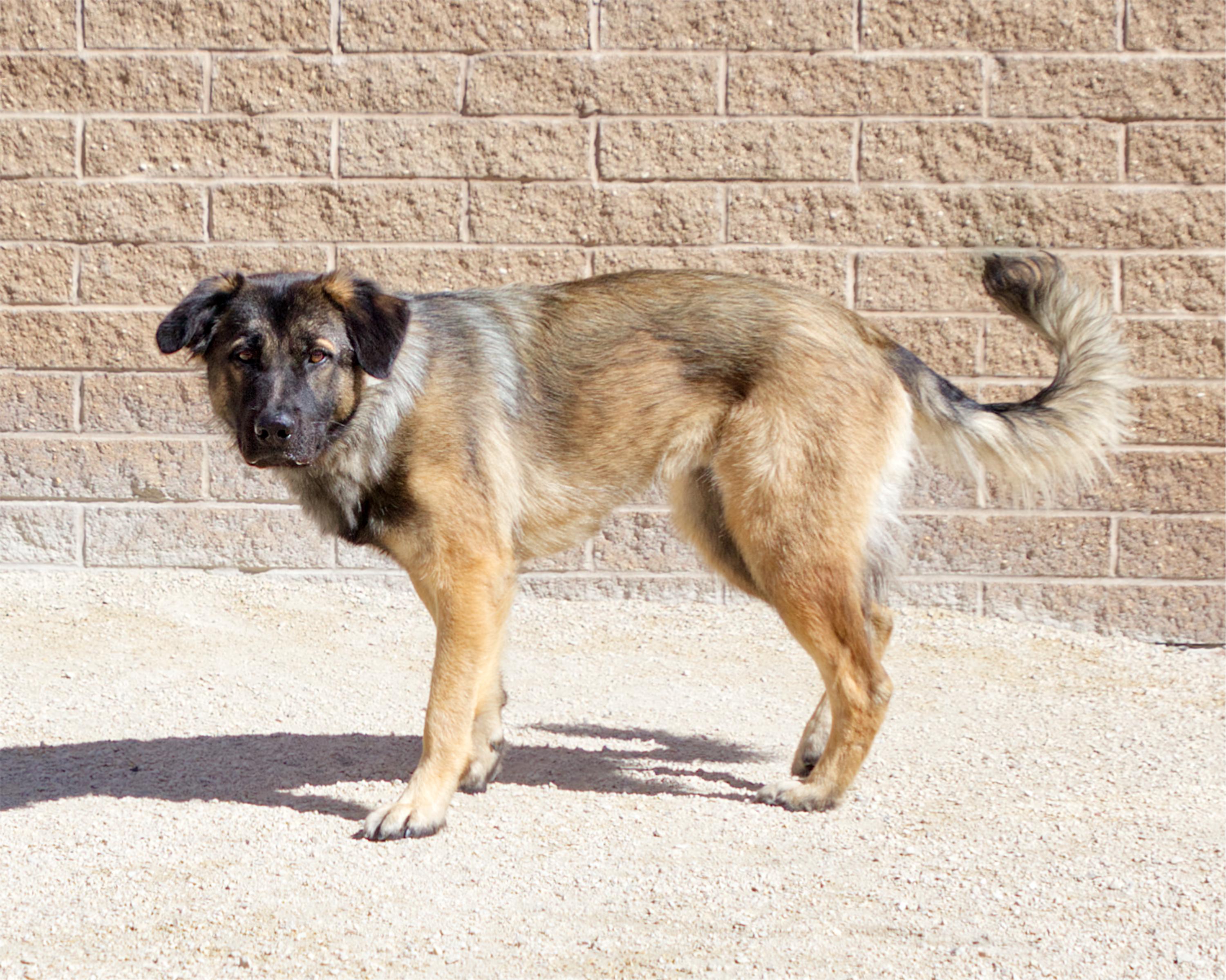 Enlarge Cold Brew, a Adoptable mixed breed in Winnipeg, MB image 2/4