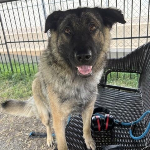 Cold Brew, adoptable, Adult Female German Shepherd Dog.