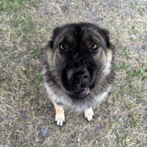Enlarge Cold Brew, an adoptable mixed breed in Winnipeg, MB image 3/3