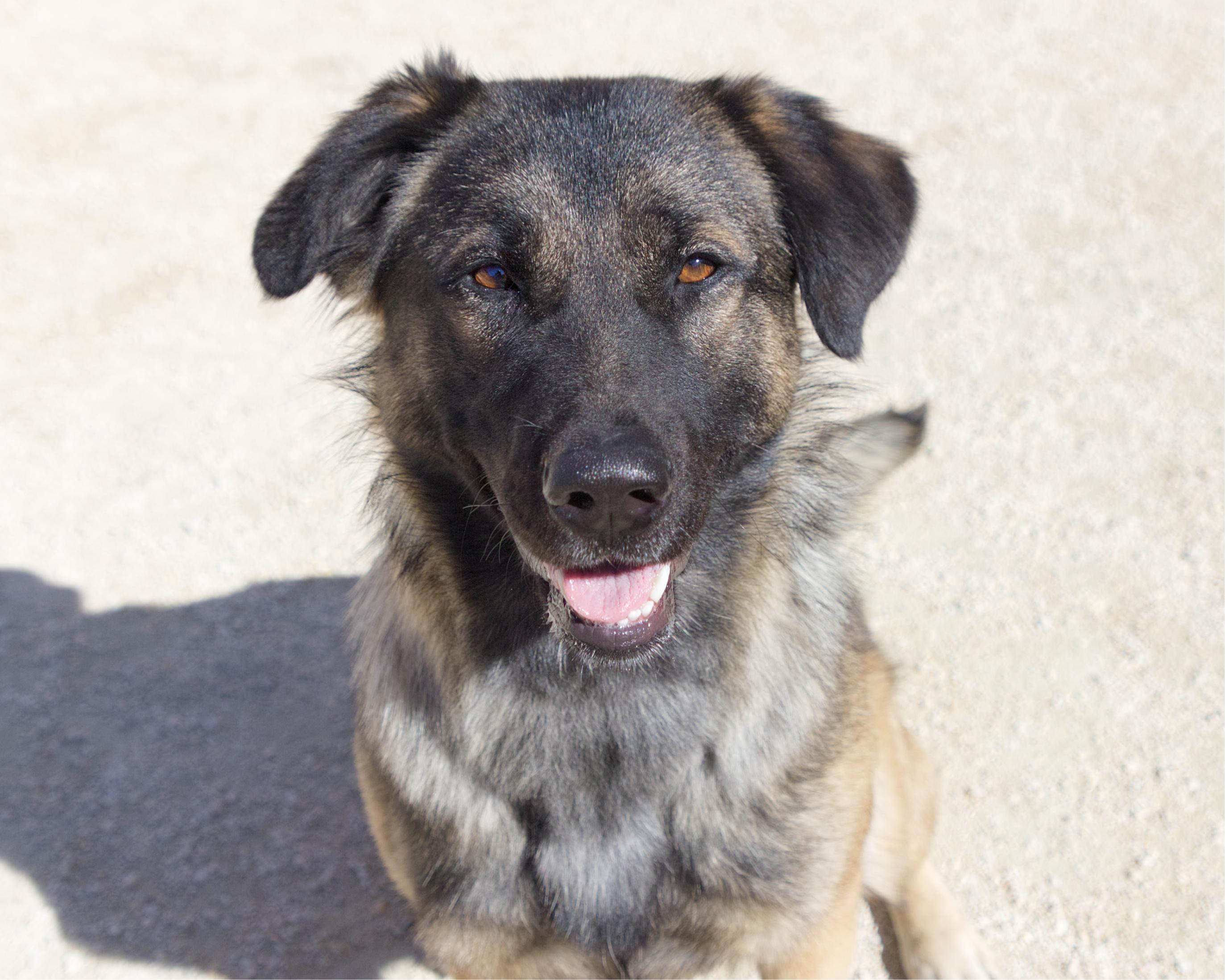 Enlarge Cold Brew, a Adoptable mixed breed in Winnipeg, MB image 1/4