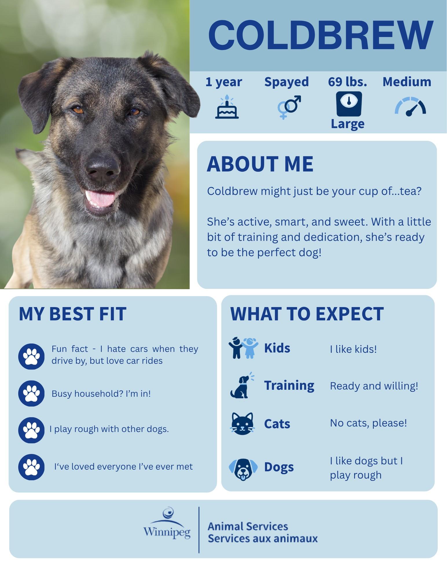 Cold Brew, Adoptable, Adult Female German Shepherd Dog.