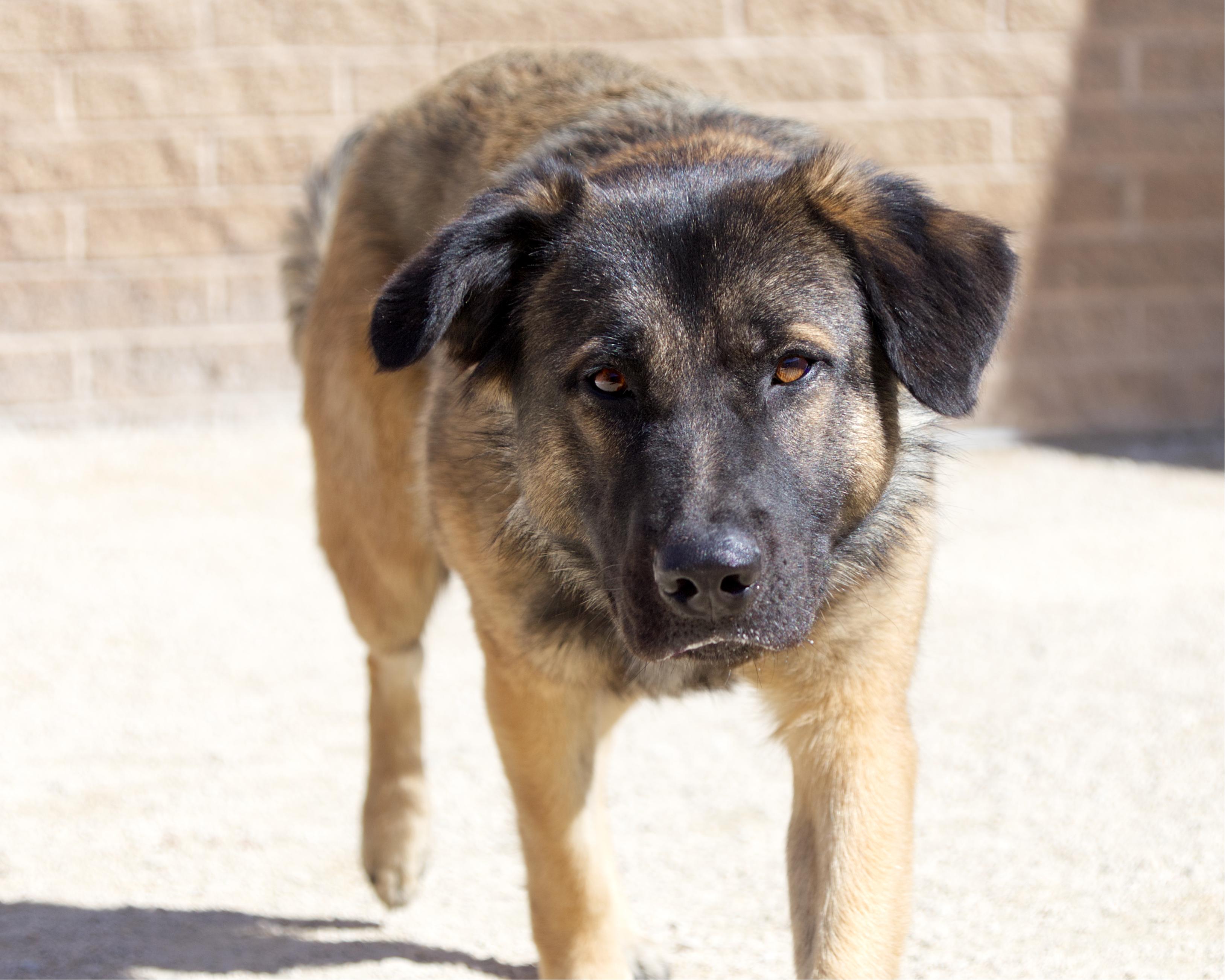 Enlarge Cold Brew, a Adoptable mixed breed in Winnipeg, MB image 3/4