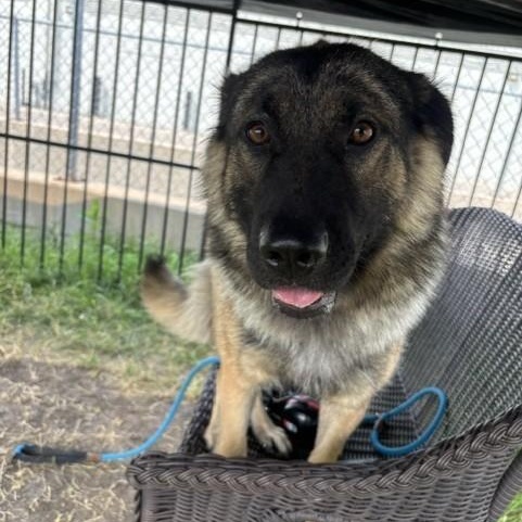 Enlarge Cold Brew, an adoptable mixed breed in Winnipeg, MB image 2/3