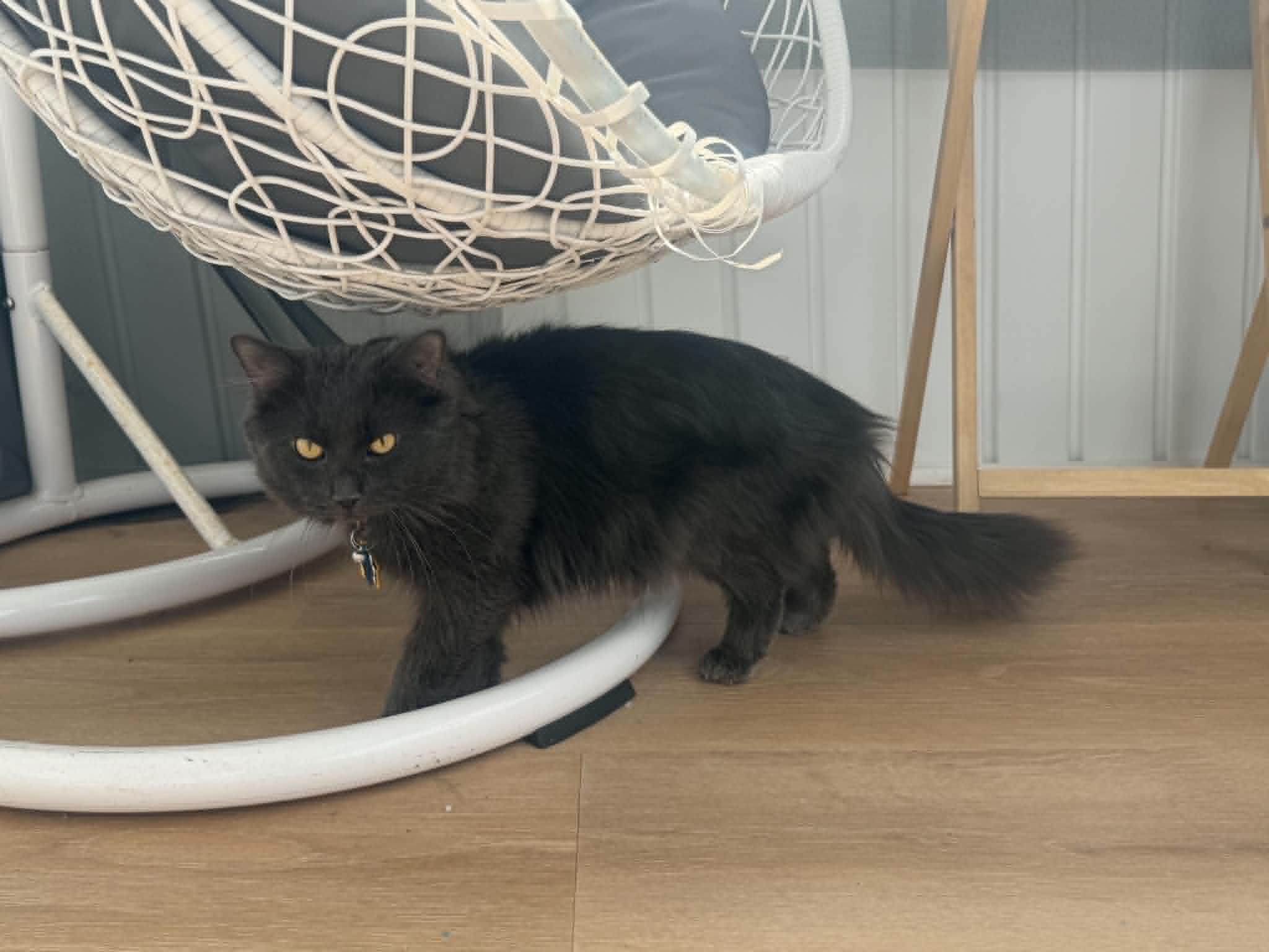 Enlarge Ares, an adopted Domestic Long Hair in Chicopee, MA image 2/3