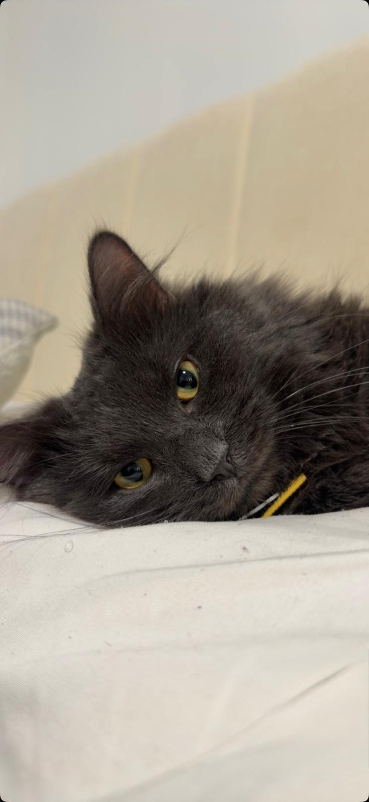 Ares, adopted, Young Male Domestic Long Hair.