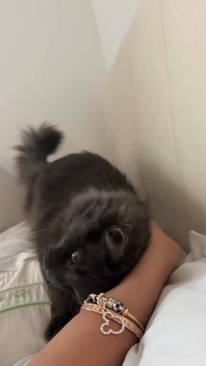 Enlarge Ares, an adopted Domestic Long Hair in Chicopee, MA video 3/3
