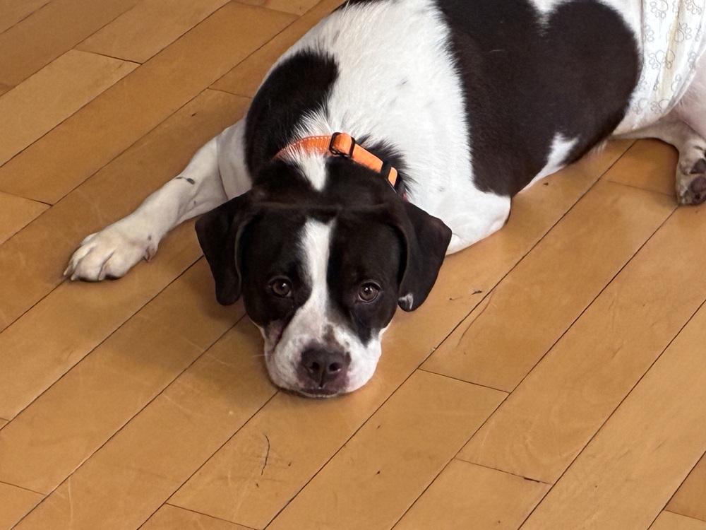 Enlarge Travis, a Adoptable mixed breed in Mundelein, IL image 1/5