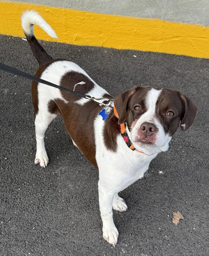 Enlarge Travis, a Adoptable mixed breed in Mundelein, IL image 2/5