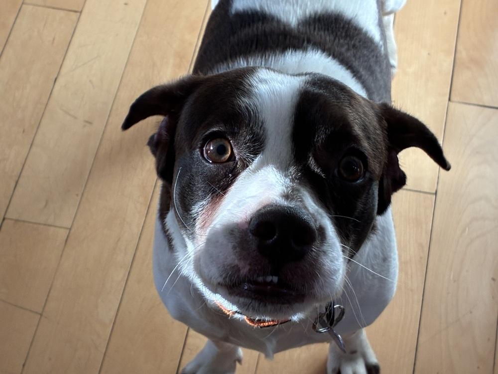 Enlarge Travis, a Adoptable mixed breed in Mundelein, IL image 3/5