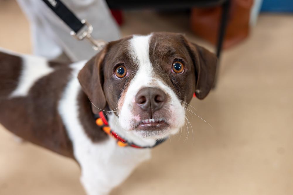 Enlarge Travis, a Adoptable mixed breed in Mundelein, IL image 4/5