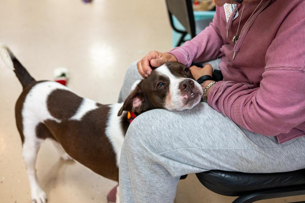 Enlarge Travis, a Adoptable mixed breed in Mundelein, IL image 5/5