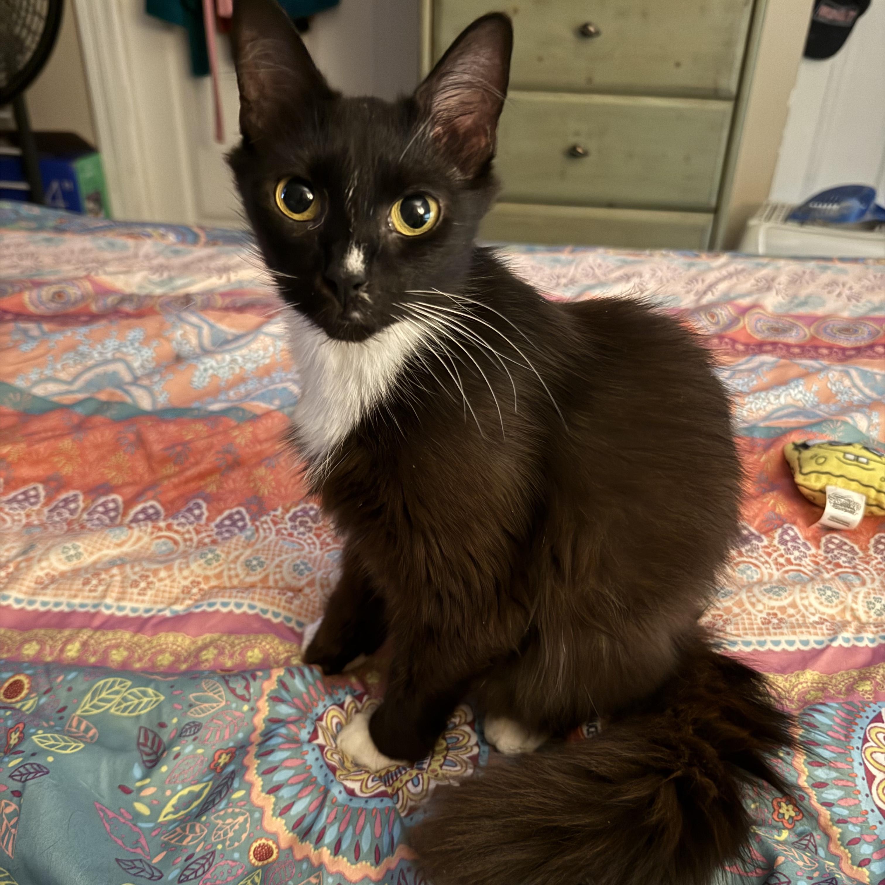 Seera, ADOPTABLE, Young Female Domestic Long Hair & Tuxedo.