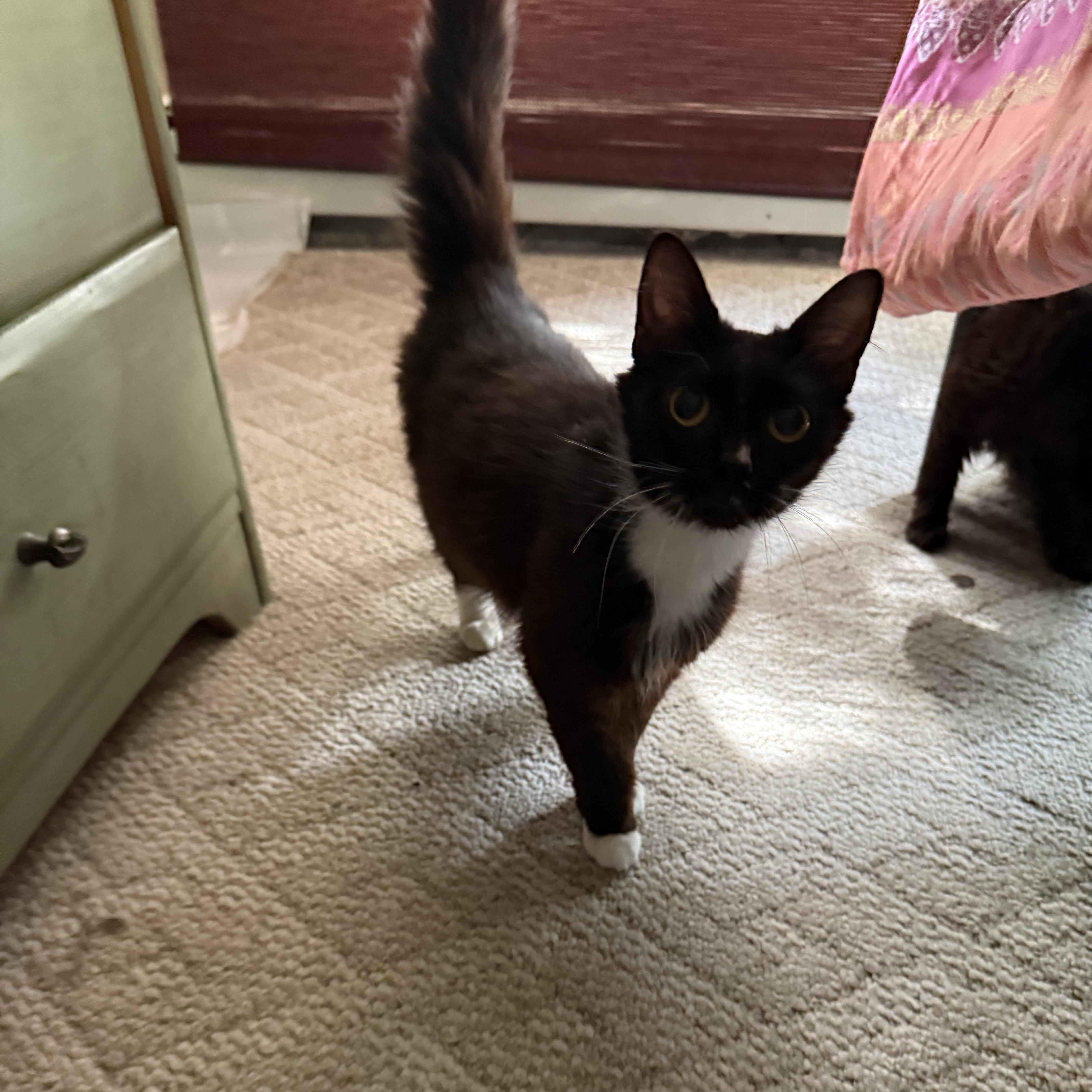 Seera, a ADOPTABLE mixed breed in Moriches, NY image 4/4