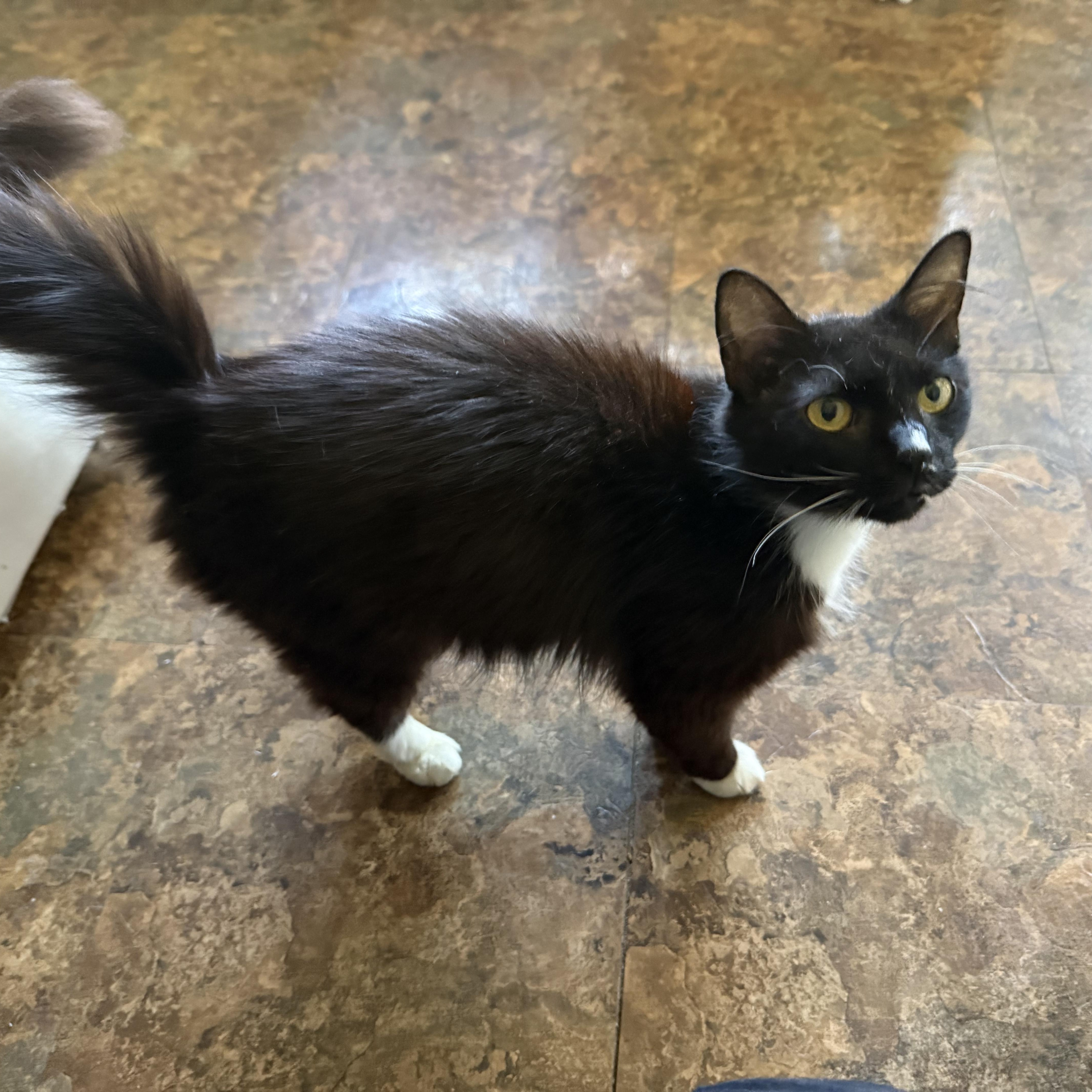 Seera, a ADOPTABLE mixed breed in Moriches, NY image 2/4