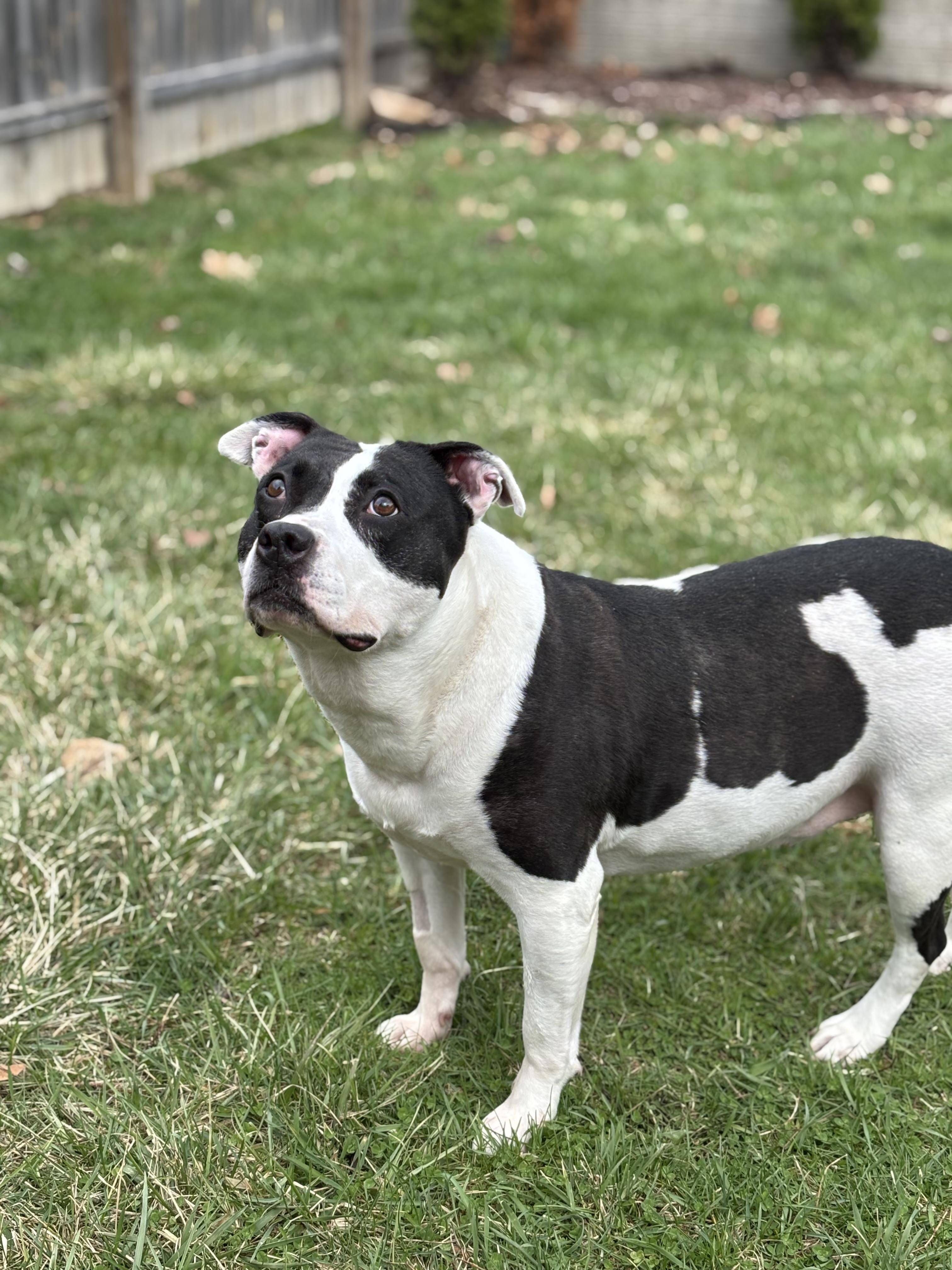 Charity, ADOPTABLE, Adult Female Mixed Breed.