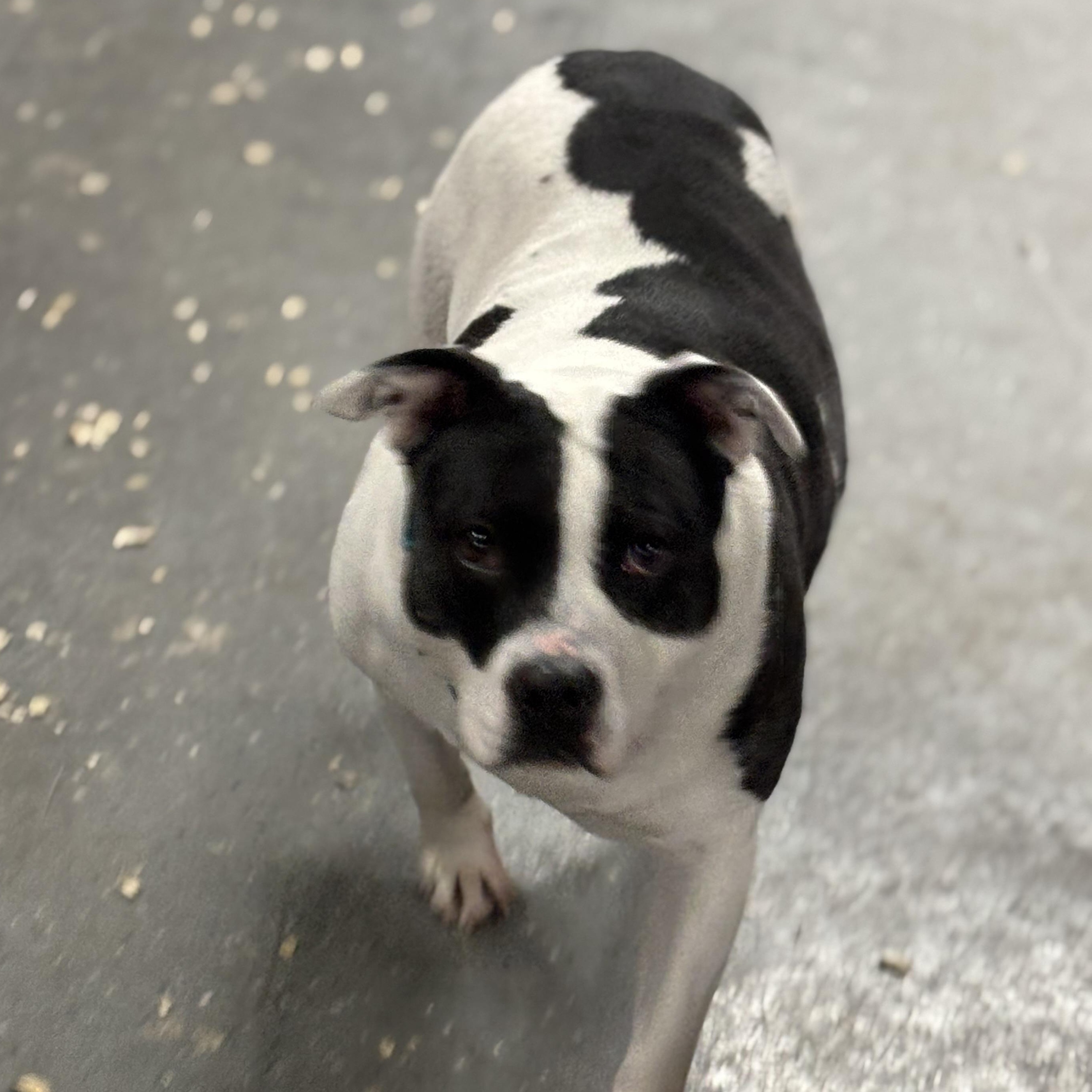 Enlarge Charity, a ADOPTABLE mixed breed in Oak Park, MI image 1/1