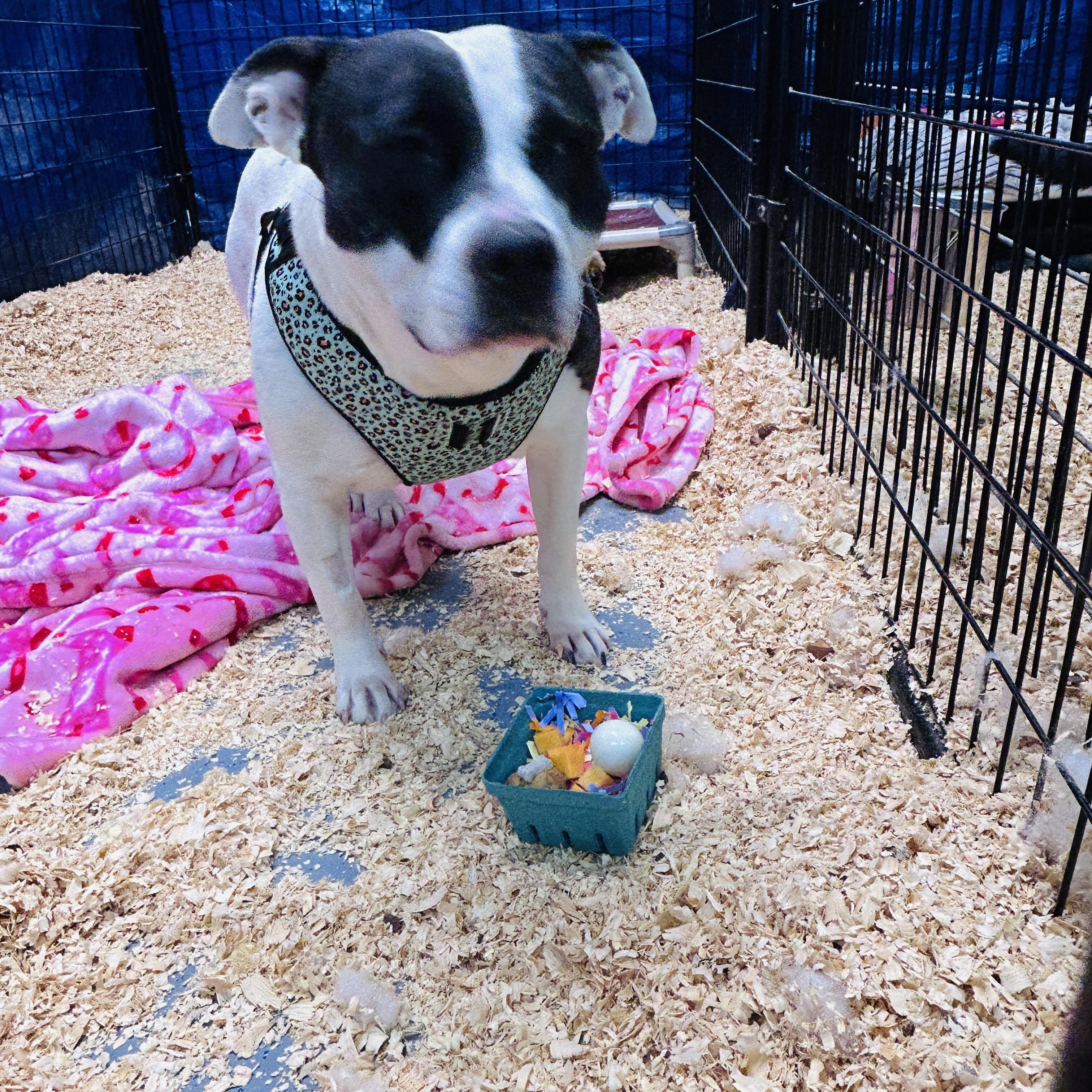 Enlarge Charity, a ADOPTABLE mixed breed in Oak Park, MI image 4/6