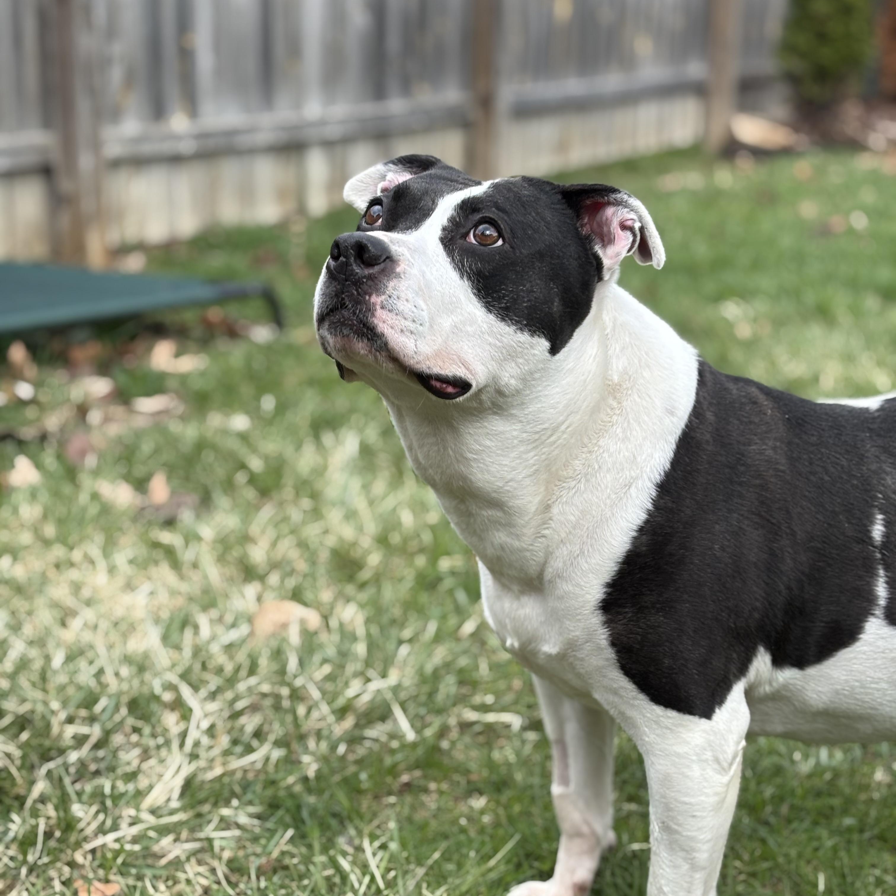 Enlarge Charity, a ADOPTABLE mixed breed in Oak Park, MI image 2/6
