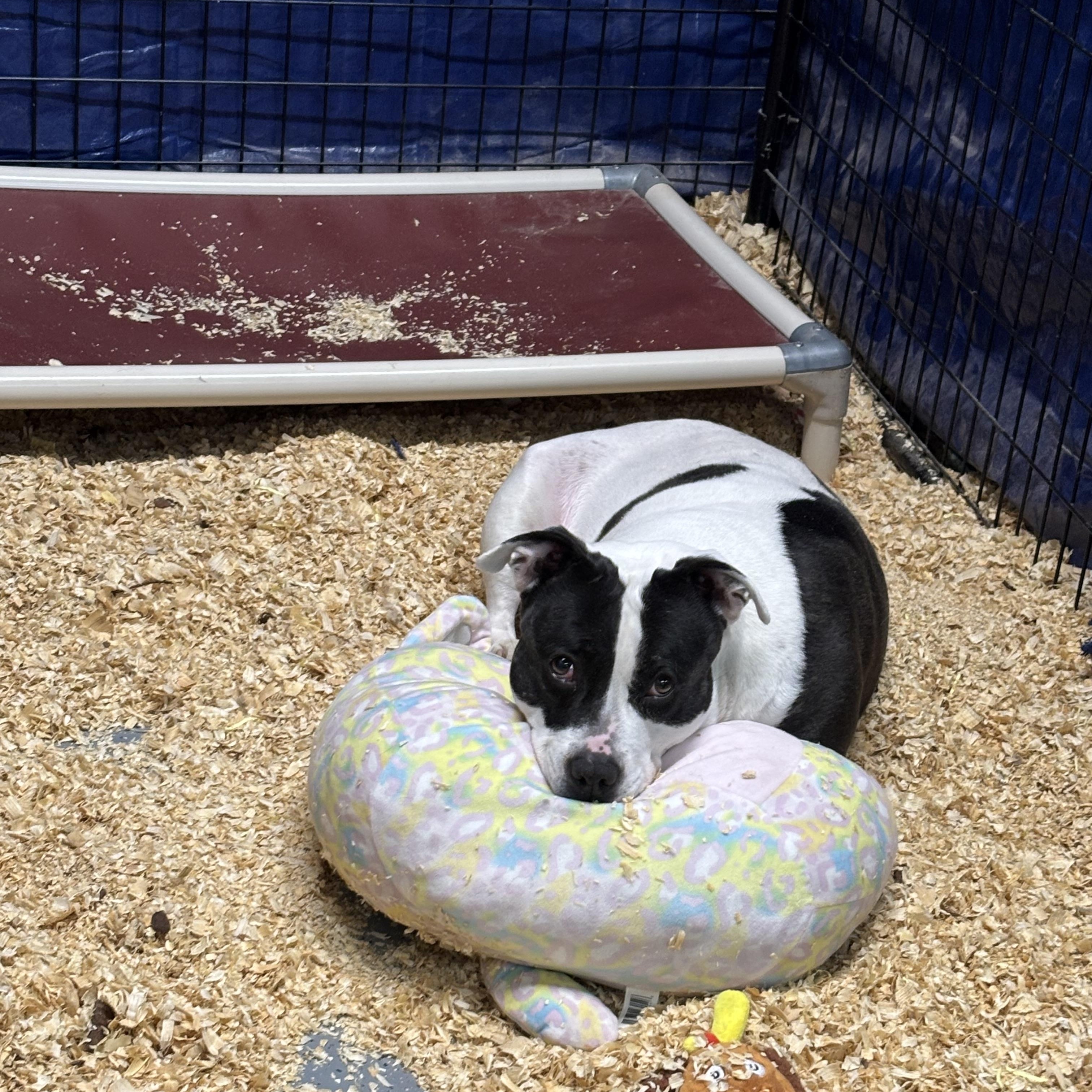 Enlarge Charity, a ADOPTABLE mixed breed in Oak Park, MI image 3/6
