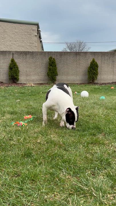Enlarge Charity, a ADOPTABLE mixed breed in Oak Park, MI video 5/6