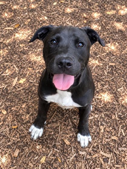 Pauly, Adoptable, Puppy Male Mixed Breed & Mixed Breed.