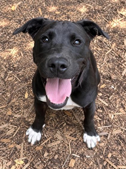Enlarge Pauly, a Adoptable mixed breed in Cumming, GA image 2/3