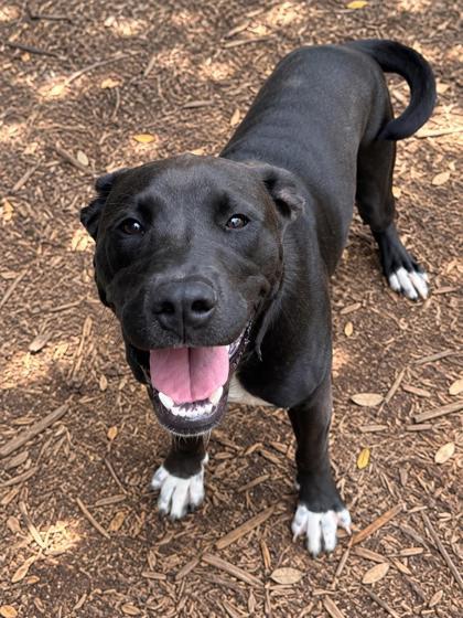 Enlarge Pauly, a Adoptable mixed breed in Cumming, GA image 3/3