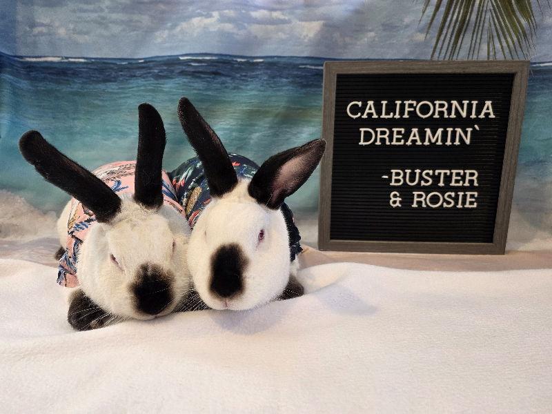 Rosie, Adoptable, Adult Female Californian.