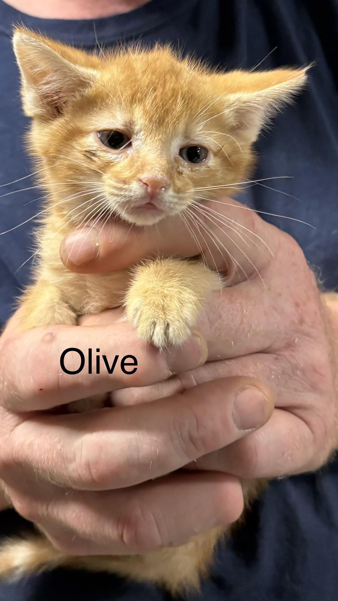 Olive (rg), Adoptable, Kitten Female Domestic Short Hair.