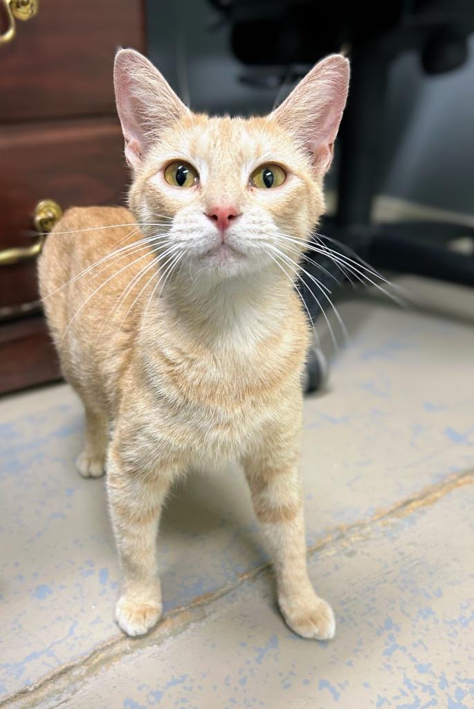 Sunny, Adoptable, Young Female Domestic Short Hair.