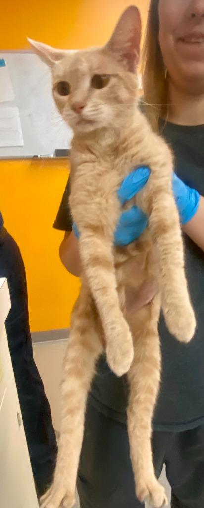 Enlarge Sunny, a Adoptable mixed breed in Bryant, AR image 2/2