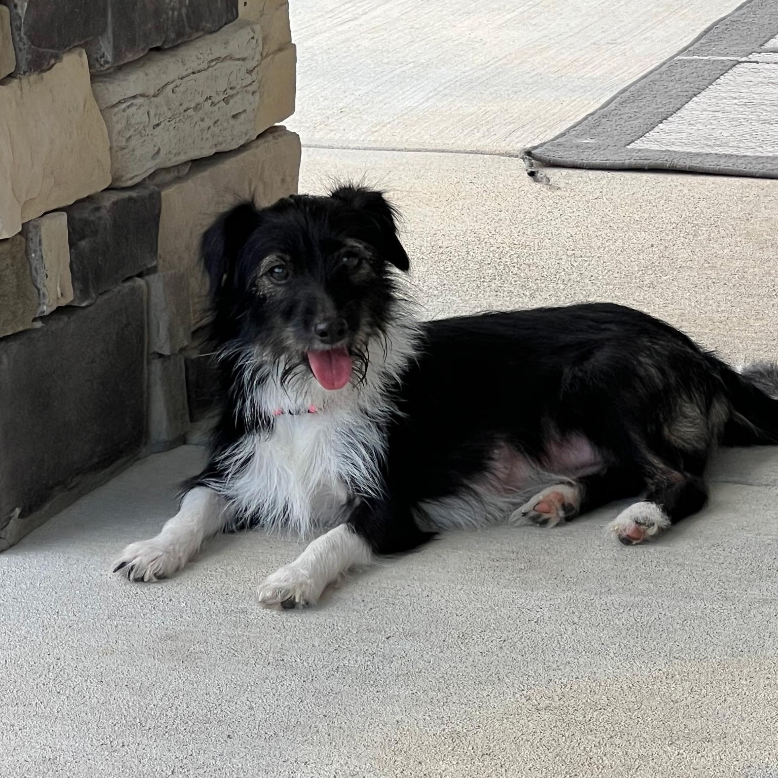 Flower, Adopted, Adult Female Terrier.