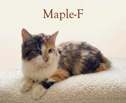 Enlarge Maple, a Adoptable mixed breed in Guntersville, AL image 1/1