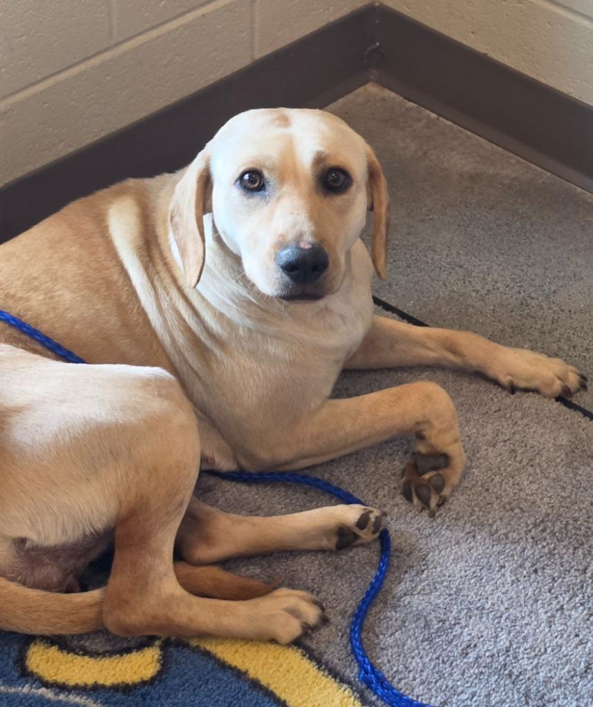 BUTTER, Adoptable, Puppy Female Mixed Breed.