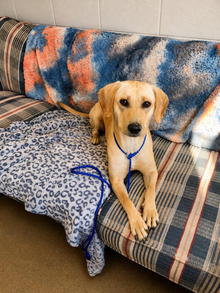 BUTTER, a Adoptable mixed breed in Rome, GA image 2/3