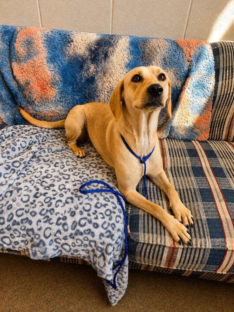 BUTTER, a Adoptable mixed breed in Rome, GA image 3/3