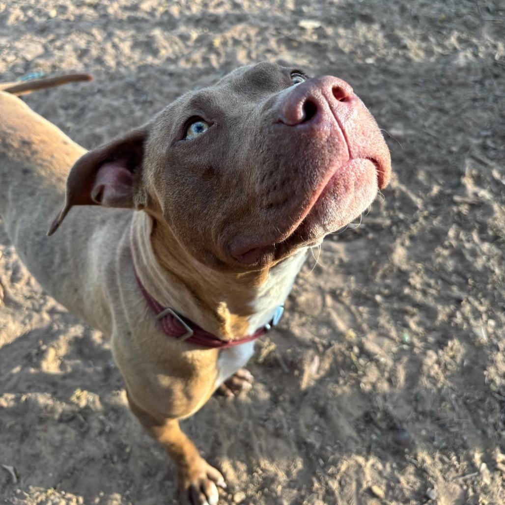 Enlarge Freya, a Adoptable mixed breed in Cedar Creek, TX image 1/3